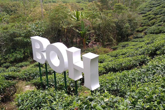 Amazing Cameron Highland Day Tour From Kuala Lumpur - From Kuala Lumpur at 7:00am to Cameron Highlands in One Day
