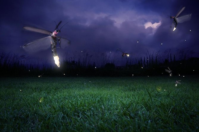 Amazing Fireflies With Blue Tears Watching & Kuala Selangor Tour - Key things to know before you go