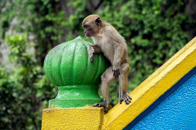 Batu Caves and Watching Fireflies in Kuala Selangor - From Kuala Lumpur to Batu Caves: an easy 3:00 pm start