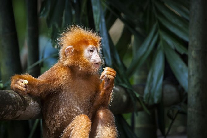 Batu Caves & Firefly Cruise from Kuala Lumpur with Seafood Dinner - Pricing and value: what you’re really paying for