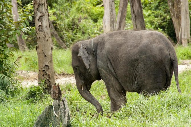 Batu Caves & Kuala Gandah Elephant Sanctuary Full-Day Tour - Quick hits before you go