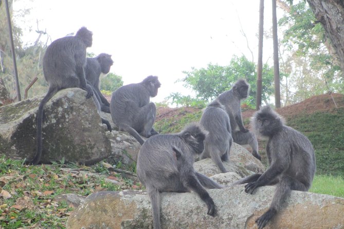 Batu Caves,Hot Spring, Monkey & Fireflies Tour with Dinner - Kampung Kuantan Fireflies: The 3-Second Light Show on the Water