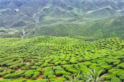 Cameron Highland Full Day Tour from KL City (Private) - Private pickup, English commentary, and the driver-guide factor