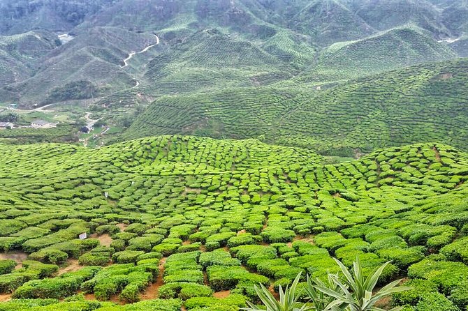 Cameron Highland Full Day Tour from KL City (Private) - Private pickup, English commentary, and the driver-guide factor
