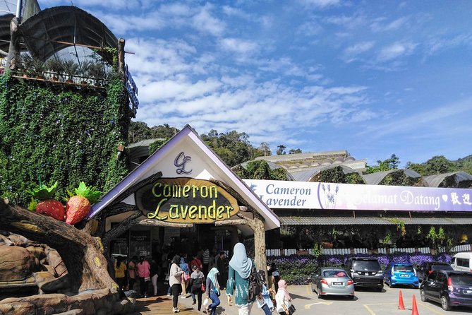 Cameron Highlands Day Trip From Kuala Lumpur - Why this Cameron Highlands day trip feels worth it from KL