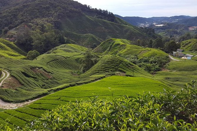Cameron Highlands with Lunch Guided Day Tour (SIC/Shared Tour) - Quick take: what makes this day trip tick