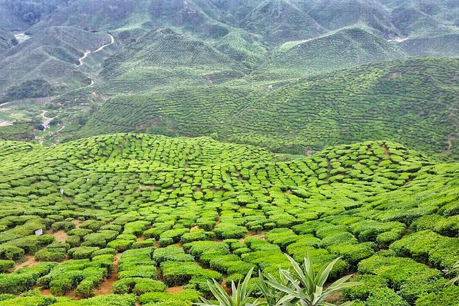 Cameron Highlands with Lunch Guided Day Tour (SIC/Shared Tour) - Getting there: shared van comfort, early starts, and how the day stays on schedule