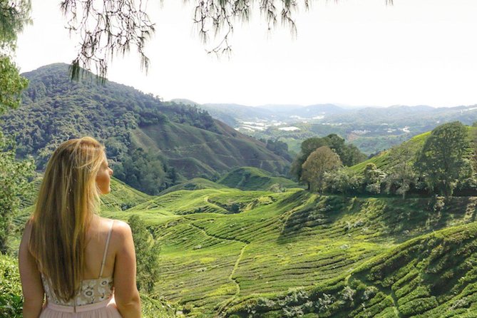 Day Trip to Cameron Highlands: Nature Escape from Kuala Lumpur - BOH Tea Estate and the tea trail effect