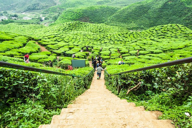 Day Trip to Cameron Highlands: Nature Escape from Kuala Lumpur - Comfort and safety: the mountain road is the star