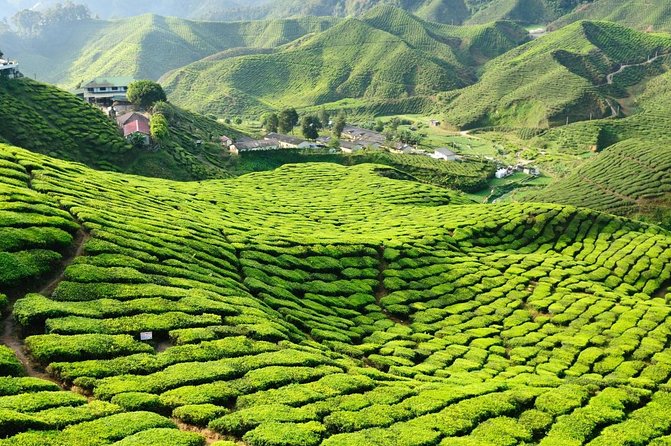 Explore Cameron Highlands: Full-Day Tour with Scenic Batu Caves - Key Things Worth Noting Before You Go