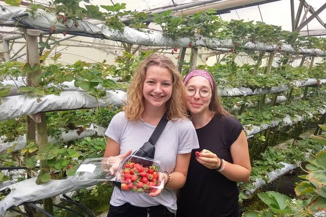 Explore Cameron Highlands: Full-Day Tour with Scenic Batu Caves - Strawberry Farms, Rose Valley, and the Brinchang Hill Vibe