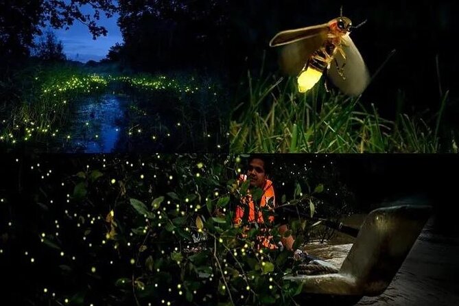 Fireflies & Silver leaf monkey Gazing tour - Key highlights you’ll actually care about