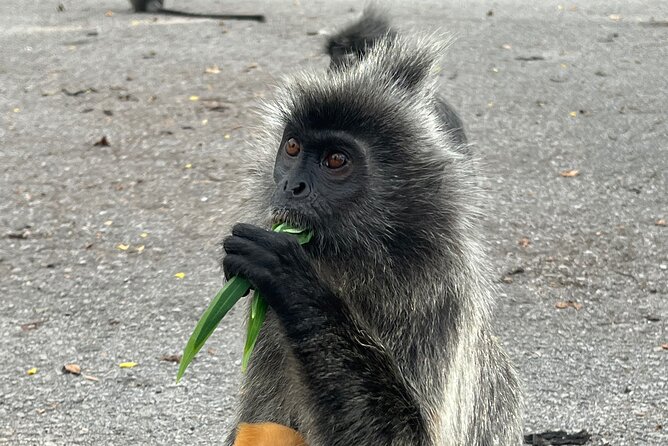 Fireflies & Silver leaf monkey Gazing tour - A 4:00 pm start that turns KL into something quieter