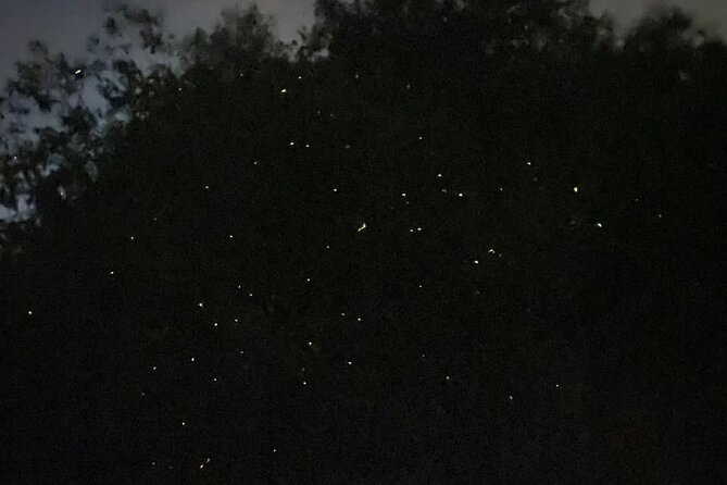Fireflies & Silver leaf monkey Gazing tour - Optional add-ons: RM50 eagle feeding and the Blue Tears bioluminescence