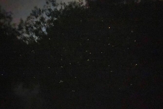 Fireflies & Silver leaf monkey Gazing tour - Comfort and group reality: why the guide name matters