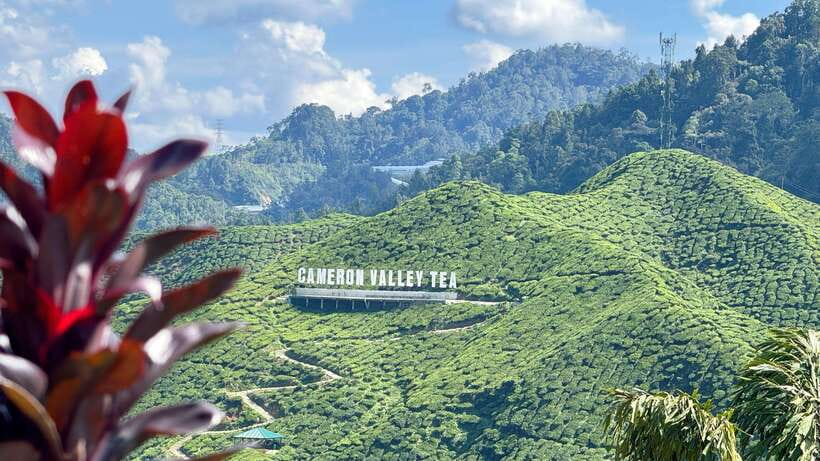 From Kuala Lumpur: Cameron Highlands Day Tour with Lunch - Key highlights you’ll care about