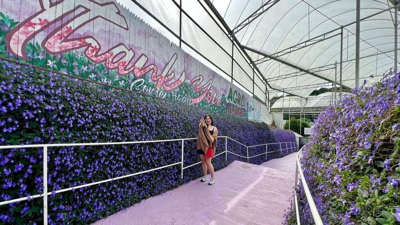 From Kuala Lumpur: Cameron Highlands Day Tour with Lunch - From Kuala Lumpur to “mountain time” in about a day
