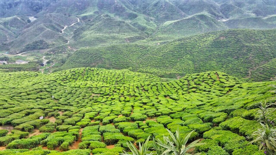 From Kuala Lumpur: Cameron Highlands Day Tour with Lunch - The “hidden” village/plantation stops that set context