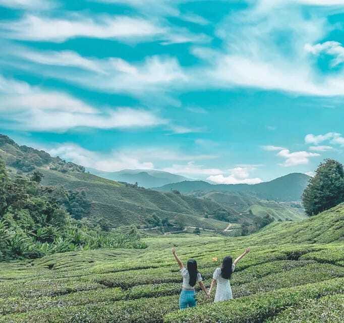 From Kuala Lumpur: Cameron Highlands Day Trip with Transfers - Bharat Tea Farm: how tea goes from leaf to cup