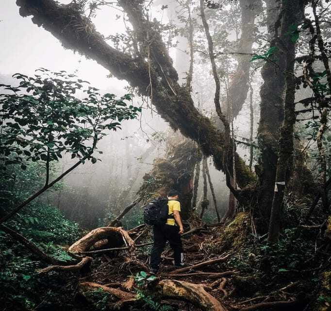 From Kuala Lumpur: Cameron Highlands Day Trip with Transfers - Price and value: is this $118 day trip a smart buy?