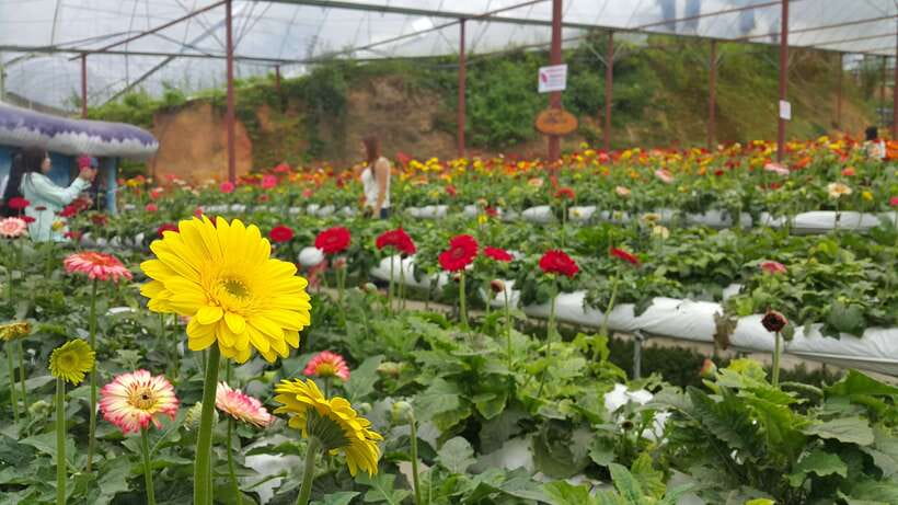 From Kuala Lumpur: Cameron Highlands Full-Day Tour - Key points to know before you go