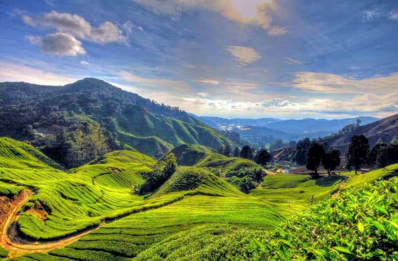 From Kuala Lumpur: Cameron Highlands Full-Day Tour - From Kuala Lumpur to Cameron Highlands: long drive, big payoff