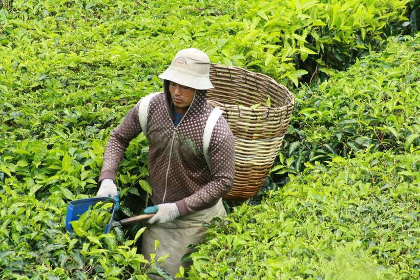 From Kuala Lumpur: Cameron Highlands Full-Day Tour - Raju’s Hill Strawberry Farm: picking your own berries (extra cost)