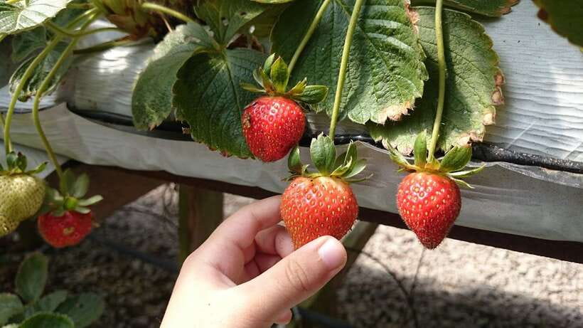 From Kuala Lumpur: Cameron Highlands Full-Day Tour - Butterfly park and honey bee farm: insects you’ll actually enjoy
