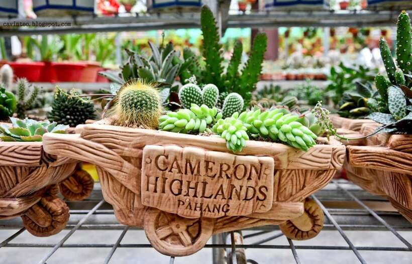 From Kuala Lumpur: Cameron Highlands Full-Day Tour - Cactus garden finale: a calm end with souvenirs