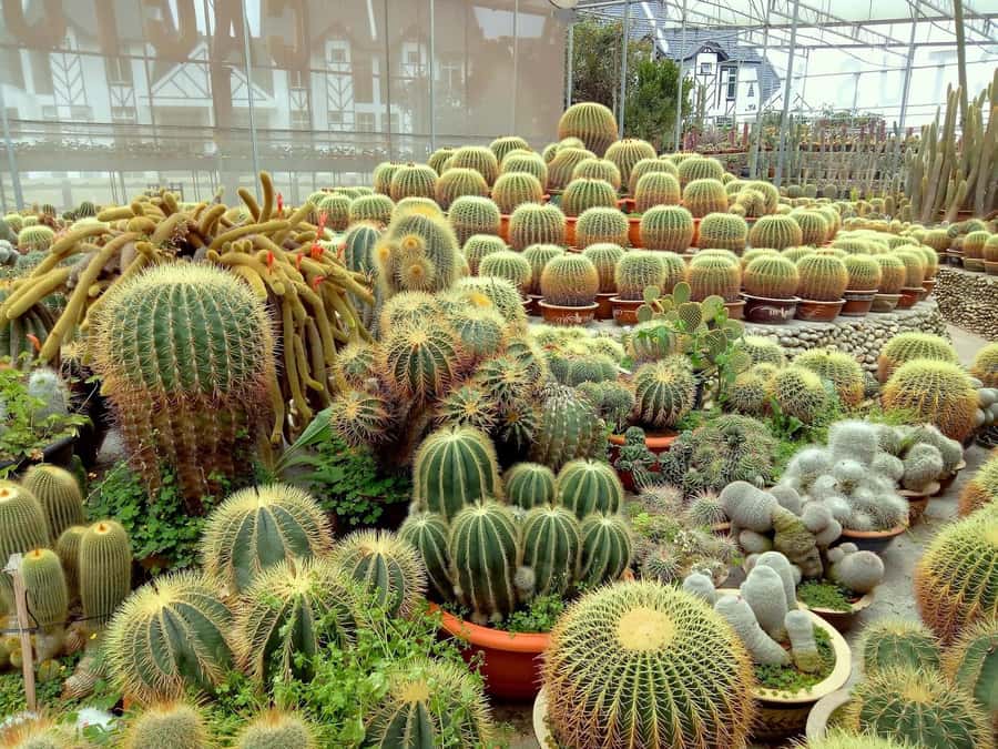 From Kuala Lumpur: Cameron Highlands Private or Join In Tour - Cameron Highlands in one day: what you’re really buying