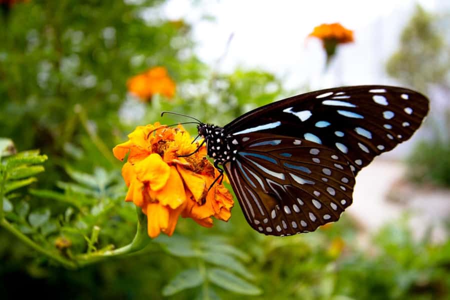 From Kuala Lumpur: Cameron Highlands Private or Join In Tour - Who should book this Cameron Highlands tour from KL