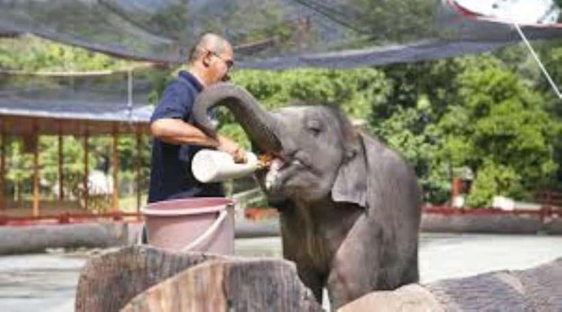 From Kuala Lumpur: Elephant Sanctuary Guided Tour - From Kuala Lumpur to Pahang: Timing, Van Rides, and Small-Group Comfort
