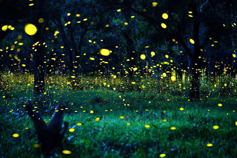 From Kuala Lumpur: Fireflies Tour and Seafood Dinner - Fireflies at Kuala Selangor: why this 6-hour night works