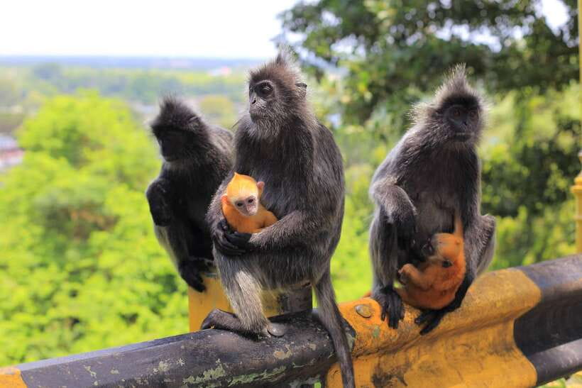 From Kuala Lumpur: Fireflies Tour and Seafood Dinner - Bukit Melawati hill stops: fort views and monkey encounters