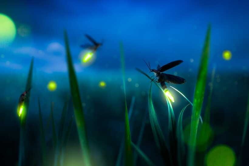 From Kuala Lumpur: Fireflies Tour and Seafood Dinner - Boarding the boat around 6:30 PM: how to enjoy the light show