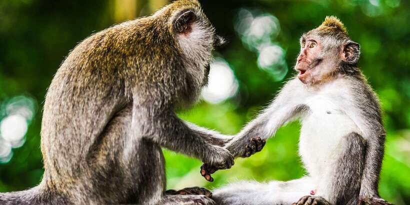 From Kuala Lumpur: Full-Day Taman Negara National Park - Jungle Walk Time: Long Steps, Close-Up Nature