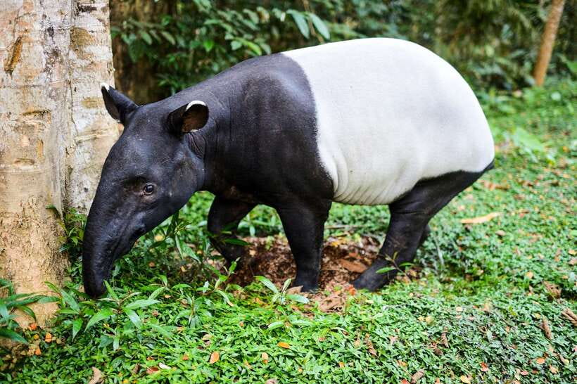 From Kuala Lumpur: Full-Day Taman Negara National Park - Pricing and Value: Is $173 Worth It?
