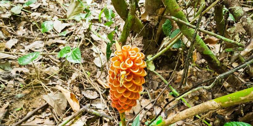 From Kuala Lumpur: Full-Day Taman Negara National Park - Who This Tour Fits Best (and Who Should Skip It)