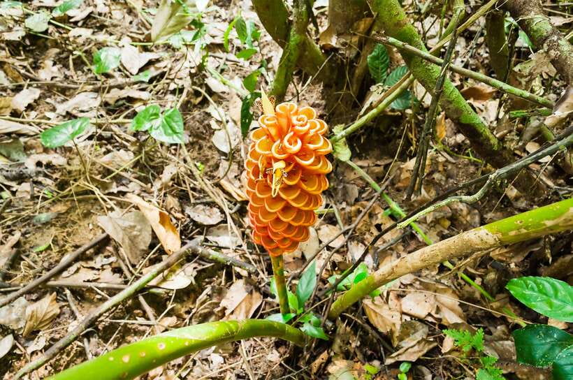 From Kuala Lumpur: Full-Day Taman Negara National Park - The Park Gateway Moment in Kampung Kuala Tahan