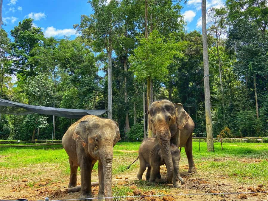 From Kuala Lumpur: Kuala Gandah Elephant Sanctuary Day Trip - Batu Caves in 30 Minutes: Iconic Photos, Fast Pacing