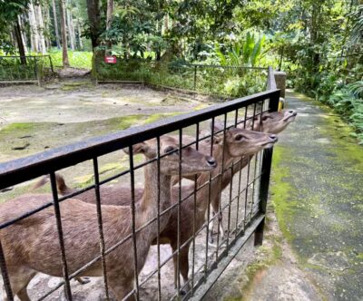 From Kuala Lumpur: Kuala Gandah Elephant Sanctuary Day Trip - Deerland Park Lanchang: Gentle Wildlife Time (With a Timing Warning)