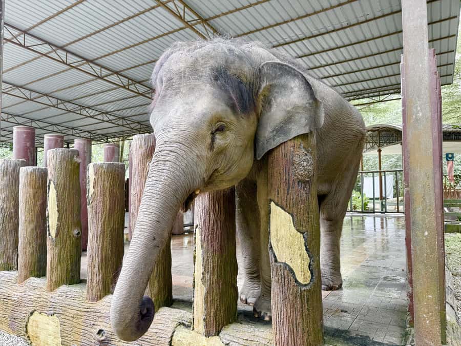 From Kuala Lumpur: Kuala Gandah Elephant Sanctuary Day Trip - Your Day’s Flow: How the 8 Hours Usually Feels