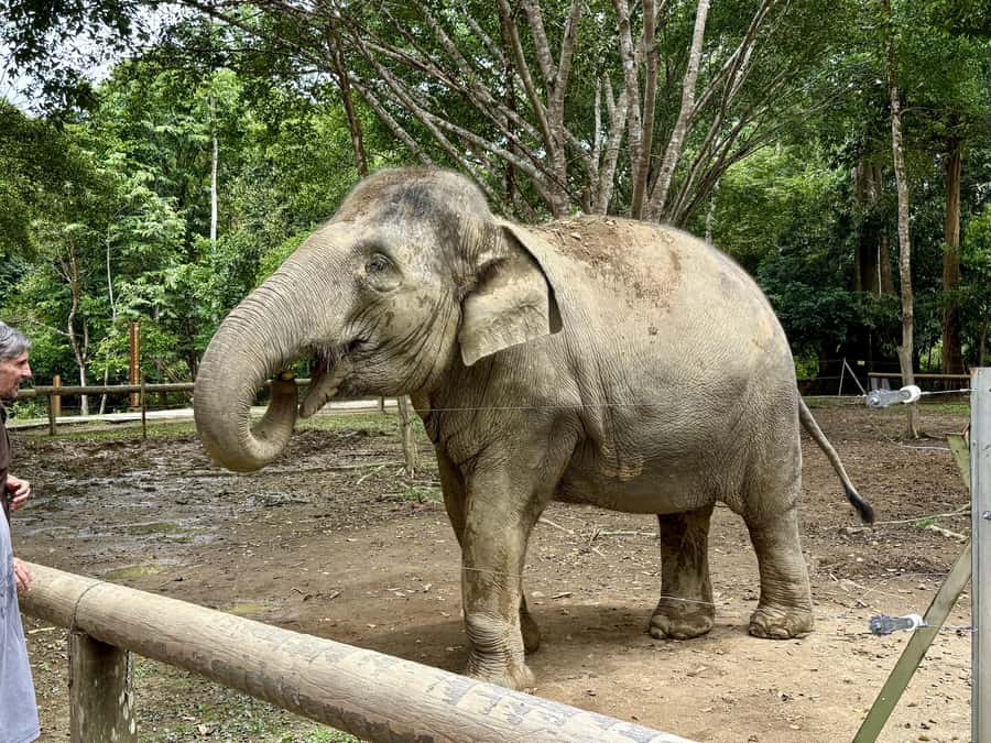 From Kuala Lumpur: Kuala Gandah Elephant Sanctuary Day Trip - Price and Value: What You Get for Around $57