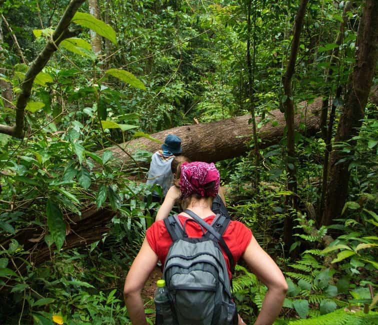 From Kuala Lumpur: Taman Negara National Park Private Tour - Key highlights you’ll actually feel