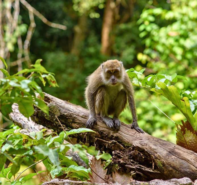From Kuala Lumpur: Taman Negara National Park Private Tour - Crossing into the park: the traditional boat start
