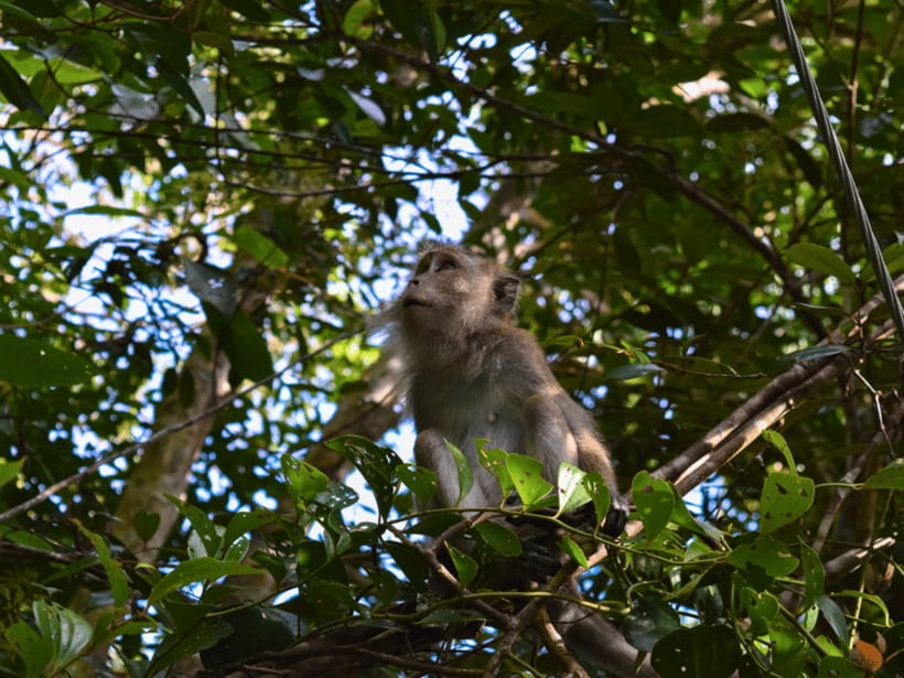 From Kuala Lumpur: Taman Negara National Park Private Tour - Lubuk Simpon natural pool: swim or simply reset