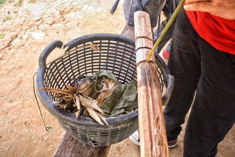 From Kuala Lumpur: Taman Negara National Park Trek Day Tour - The Guides Matter: When Mushroom Makes the Day Click