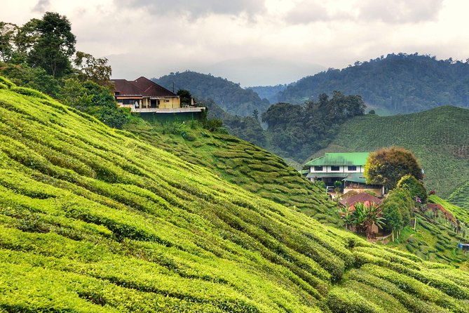 Full-day Cameron Highlands Day Trip from Kuala Lumpur - Price and what you’re really paying for
