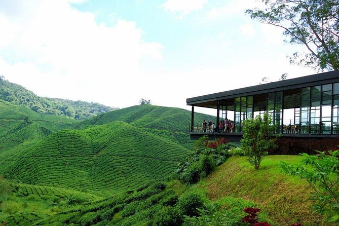 Full-day Cameron Highlands Day Trip from Kuala Lumpur - Big Red Strawberry Farm: steep hills, fresh picking vibes