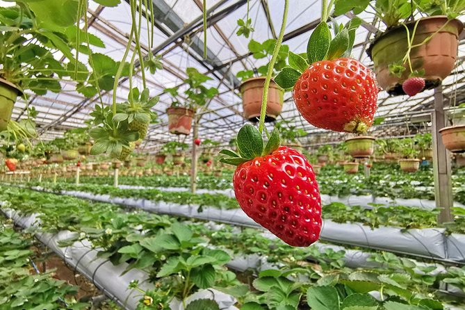 Full-day Cameron Highlands Day Trip from Kuala Lumpur - Cactus Valley: great variety, extra cost to watch for